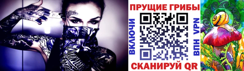 Псилоцибиновые грибы Cubensis  Гвардейск 